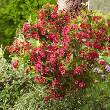 Weigela rosie (Weigela florida Bristol Ruby) 40-60 cm - Img 2