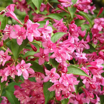 Weigela rosie (Weigela florida Bristol Ruby), planta gard viu, planta ornamentala, flori roz - Img 2