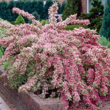 Weigela variegata (Weigela florida Nana Variegata), planta ornamentala, flori roz