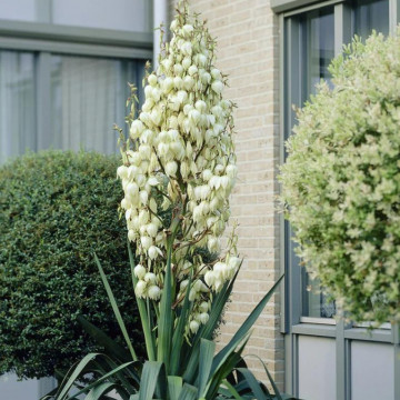 Yucca (Yucca filamentosa), vesnic verde, planta perena - Img 4