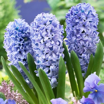 Zambile albastre (Hyacinthus Delfts blue), bulbi zambile, flori albastru