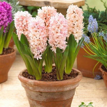 Zambile Apricot Passion (Hyacinthus Apricot Passion), bulbi zambile, flori alb - Img 2