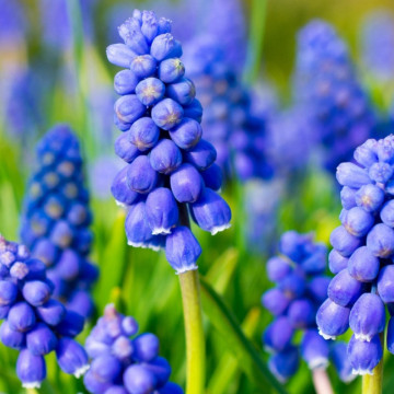 Zambile moțate (Muscari Armeniacum), bulbi zambile, flori albastru - Img 4