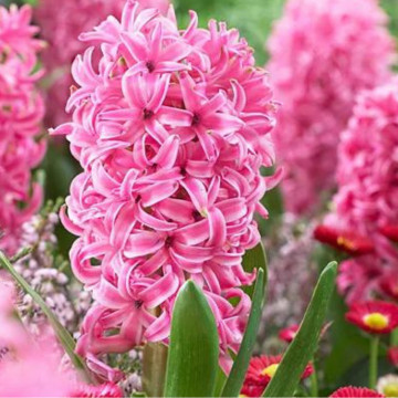 Zambile roz (Hyacinthus Pink pearl), bulbi zambile, flori roz