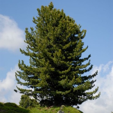 Zambru (Pinus cembra), vesnic verde, conifer ornamental - Img 2