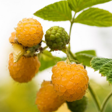 Zmeur galben (Rubus idaeus Golden Bliss), arbust fructifer - Img 2