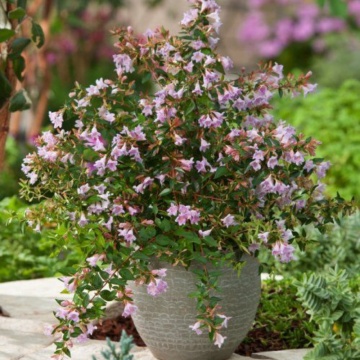 Abelia Edward Goucher