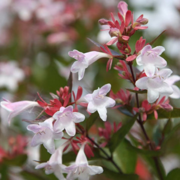 Abelia grandiflora, arbust ornamental, flori alb, roz