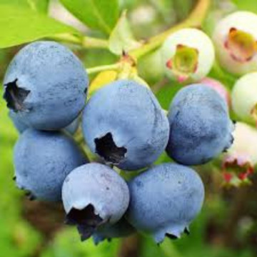 Afin de cultura (Vaccinium cor. Duke), planta fructifera