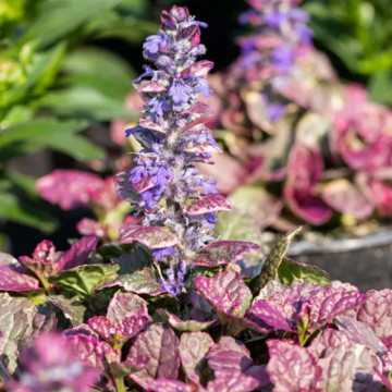 Ajuga (Ajuga reptans Burgundy Glow) - Img 4