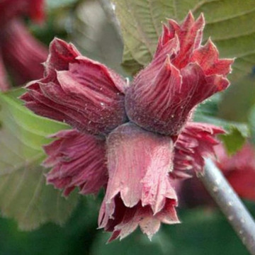 Alun rosu (Corylus maxima Purpurea), planta gard viu, planta fructifera, frunzis rosu - Img 5