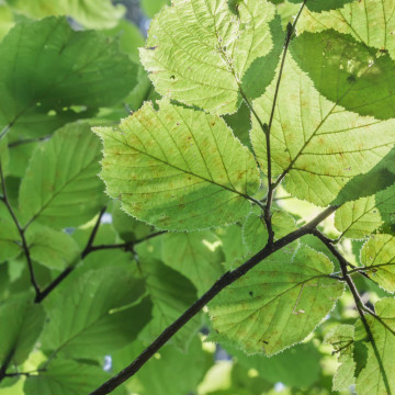 Alun turcesc (Corylus colurna) 130-160 cm, planta fructifera - Img 4