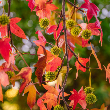 Arborele crocodil (Liquidambar styraciflua), arbore ornamental - Img 3