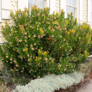 Arborele de capsuni (Arbutus unedo Compacta), arbust fructifer - Img 3