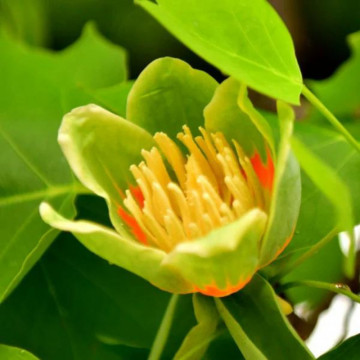 Arborele de lalea (Liriodendron tulipifera) 130-150 cm, arbore ornamental, flori galbene - Img 2