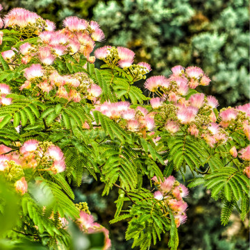 Arborele de matase (Albizia julibrissin), arbore ornamental, planta parfumata, flori roz