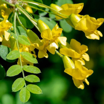 Arborele de mazare (Caragana arborescens) 120-150 cm, arbust ornamental, planta melifera, flori galbene