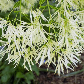 Arborele zapezii (Chionanthus virginicus), arbust ornamental, planta parfumata, flori alb - Img 3