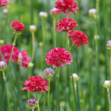 Armeria (Armeria pseudarmeria Ballerina Red), vesnic verde, planta perena, flori rosu - Img 3