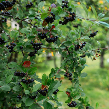 Aronia viking (Aronia prunifolia viking), planta gard viu, arbust fructifer, planta medicinala - Img 4