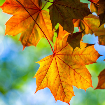 Artar (Acer platanoides) 100-120 cm, arbore ornamental, perdea forestiera