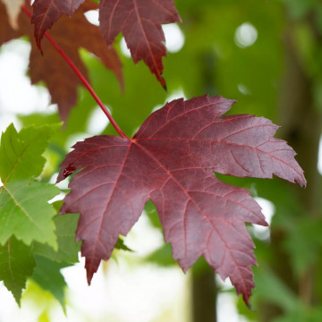 Artar altoit rosu (Acer platanoides royal red), arbore ornamental, frunzis rosu - Img 3