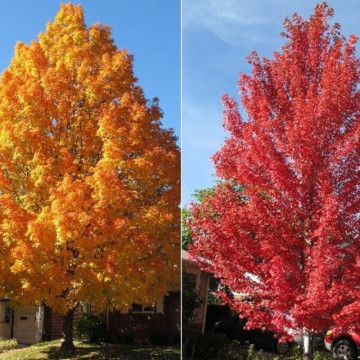 Artar argintiu (Acer saccharinum) 60-90 cm, arbore ornamental