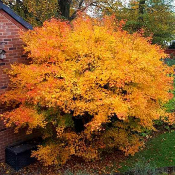 Artar japonez portocaliu (Acer palmatum Orange Dream), arbust ornamental, gradina japoneza, frunzis galben - Img 3