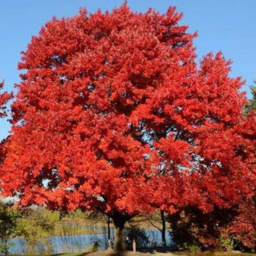 Artar rosu (Acer rubrum October Glory), arbore ornamental, frunzis verde-rosu - Img 3