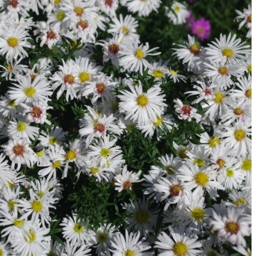 ASTER KRISTINA - STELUTE DE TOAMNA, planta perena, flori alb - Img 2