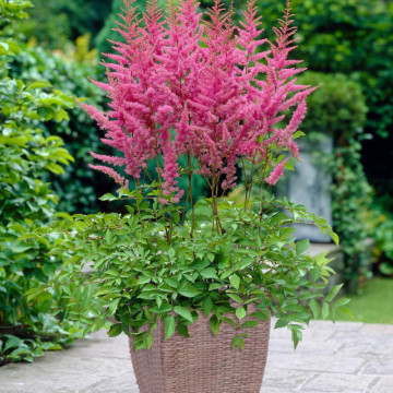 Astilbe Amerika, planta perena - Img 2