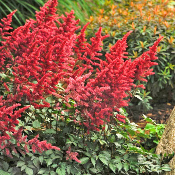 Astilbe (Astilbe Burgundy Red)