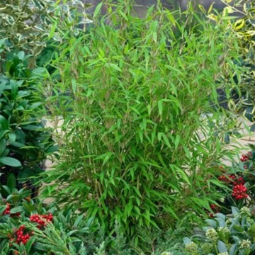 Bambus (Fargesia Asian Wonder), vesnic verde, planta perena - Img 3