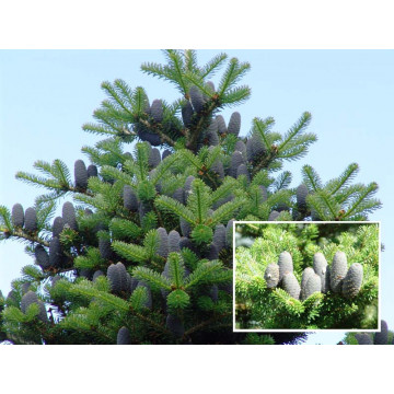 Brad corean (Abies koreana) 80-120 cm, vesnic verde, conifer ornamental