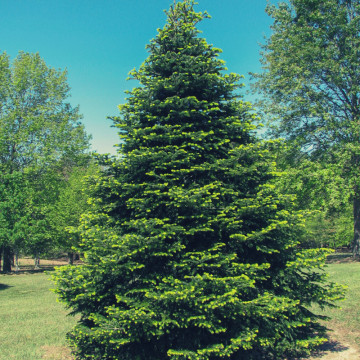 Brad de caucaz (Abies nordmanniana), vesnic verde, conifer ornamental