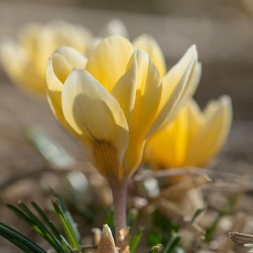 Brândușe galbene (Crocus Romance), bulbi crocus, flori galbene - Img 3