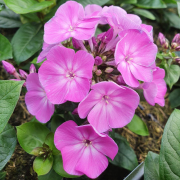 Brumarele (Phlox paniculata Famous Purple), planta cu flori, planta parfumata, flori mov - Img 2