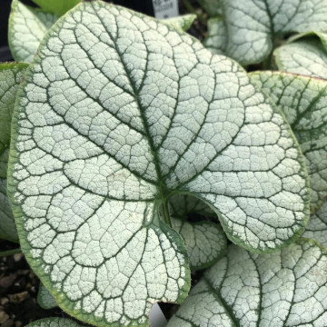Brunnera macr. Silver heart, planta acoperitoare de sol