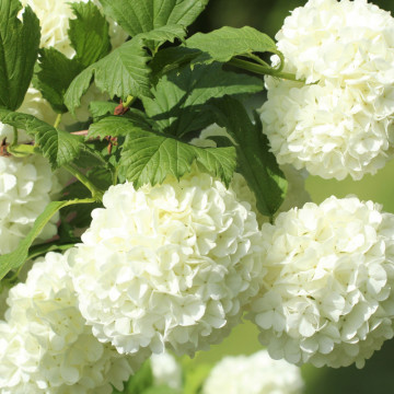 Bulgaras de zapada (Viburnum opulus Roseum) 30-50 cm - Img 2