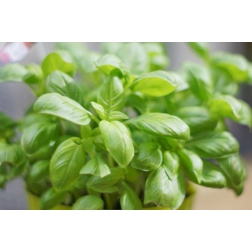 Busuioc cu aroma de lamaie (Ocimum basilicum lemon) - Img 2