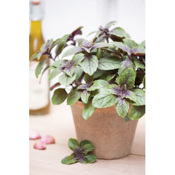 Busuioc (Ocimum basilicum Magic Azure), planta aromatica, planta medicinala