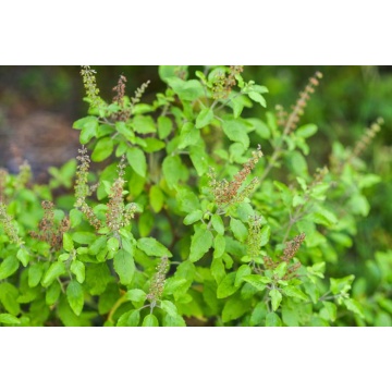 Busuioc (Ocimum basilicum), planta aromatica
