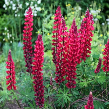 Cafelute (Lupinus the Pages) - Img 2