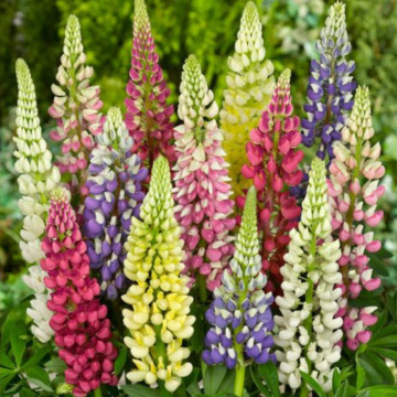 Cafelute mix (Lupinus Legend mixed) P9, conifer ornamental, flori multicolor