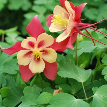 Caldaruse (Aquilegia caerulea Earlybird Red Yellow), planta perena, flori galben, rosu - Img 2