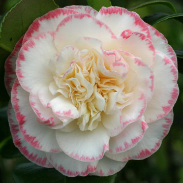 Camelie (Camelia jap. Margaret Davis), vesnic verde, planta ornamentala, flori alb, roz - Img 2