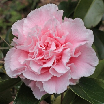 Camelie (Camellia Hawaii)