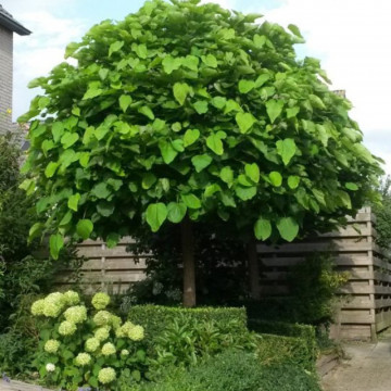 Catalpa glob (Catalpa bignonioides Nana), arbust ornamental, planta melifera, flori alb - Img 1