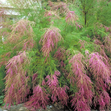 Catina ornamentala rosie (Tamarix ramossisima Rubra), arbust ornamental - Img 3