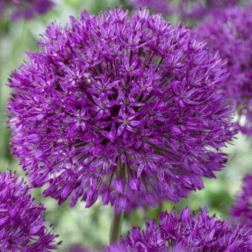 Ceapă decorativă Purple Sensation (Allium Purple Sensation), bulbi allium, flori mov